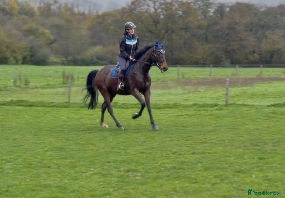 Irish Thoroughbred horses for sale: Athletic And Capable Allrounder  - Advert 10