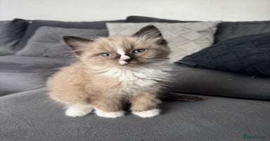 Ragdoll cats - Advert 10