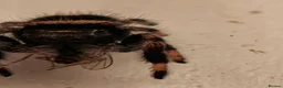 Spiders invertebrates for sale: Jumping spiders/Phidippus regius Apalachicolla /// - Advert 2