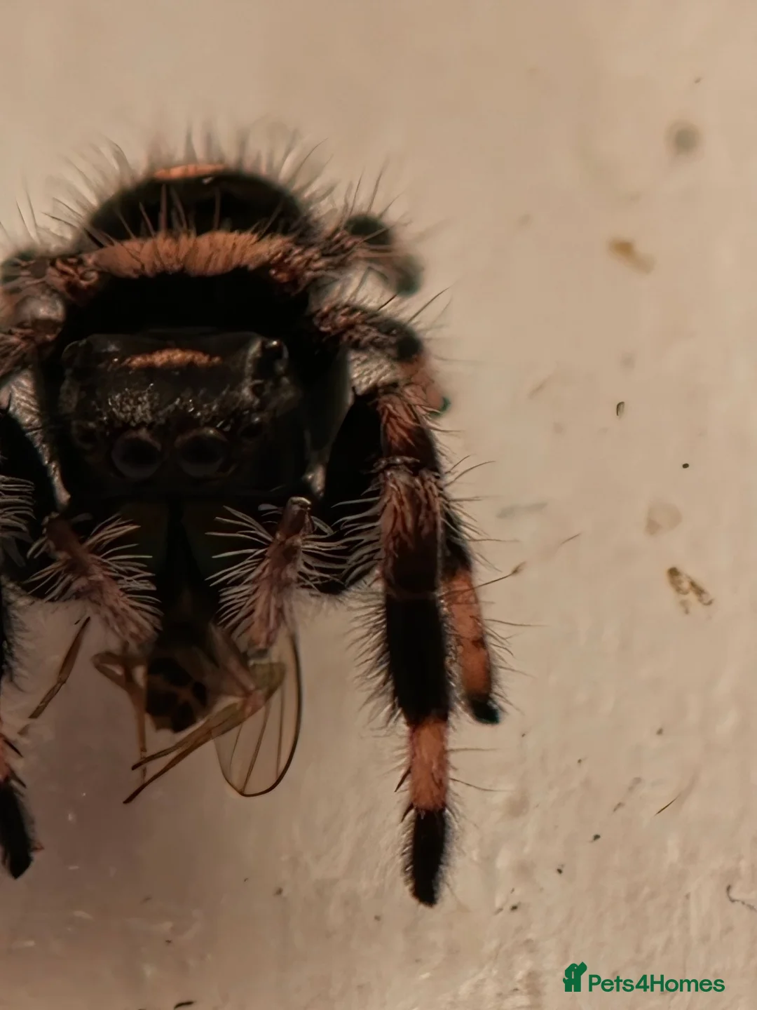Spiders invertebrates for sale: Jumping spiders/Phidippus regius Apalachicolla /// - Advert 2