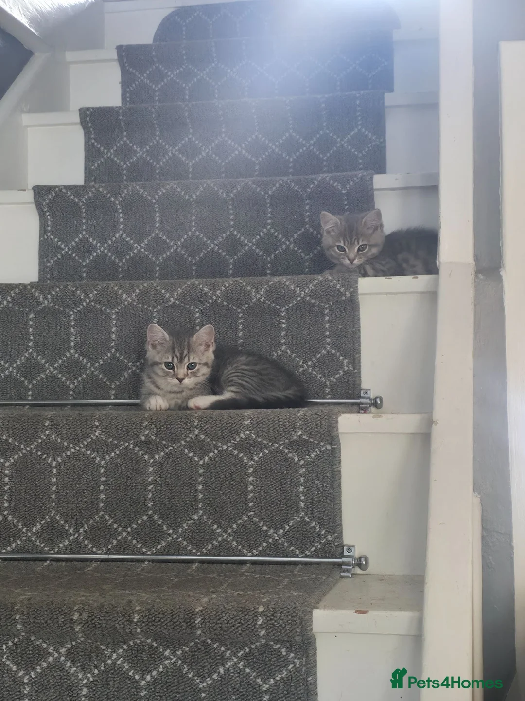 British Shorthair cats for sale: British shorthair x - Advert 2