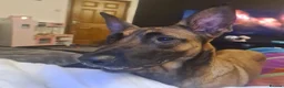 Belgian Shepherd Dog dogs for sale: Belgian malinois x german shepherd  - Advert 9