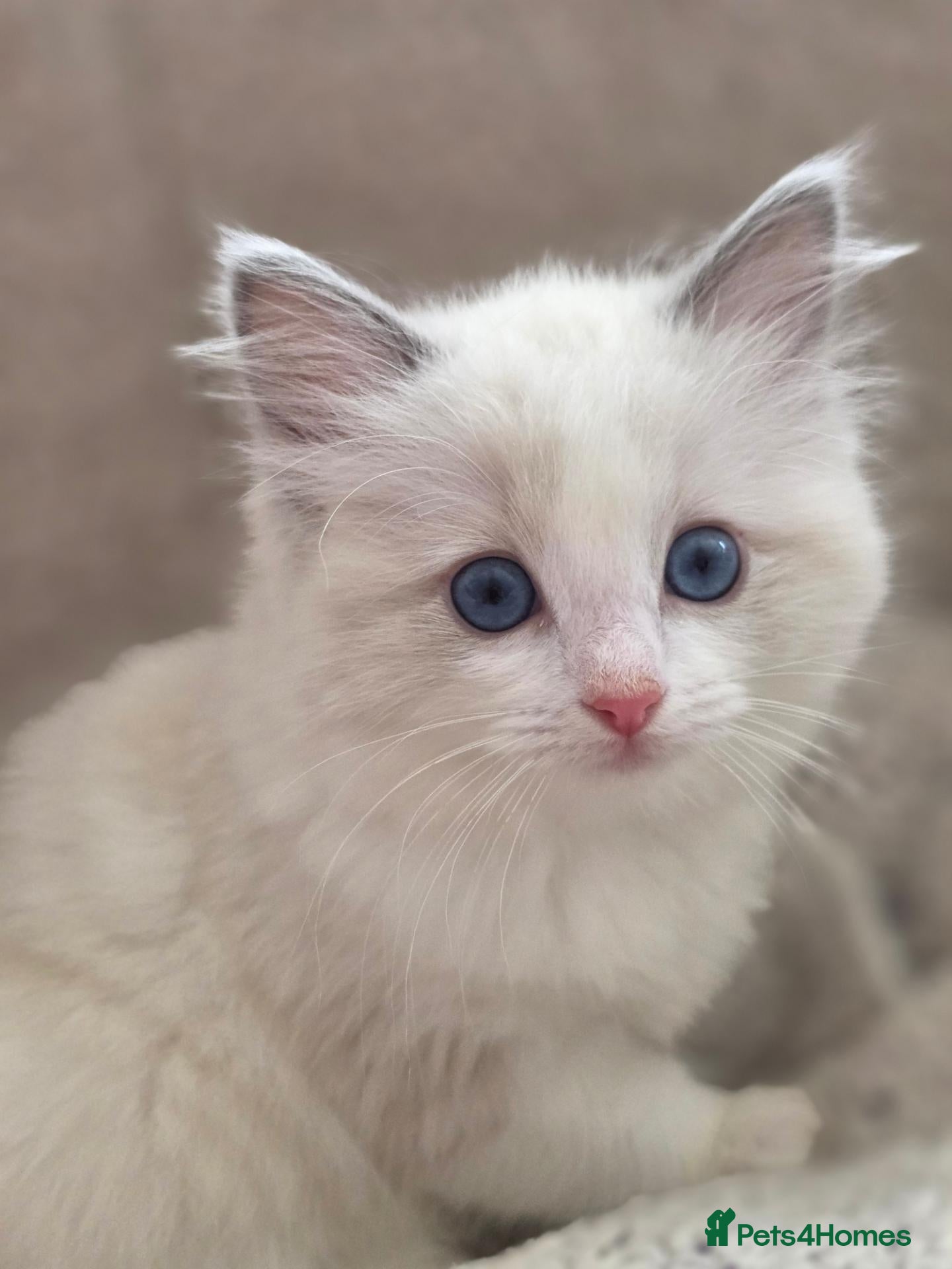 Ragdoll cats GCCF Registered Ragdoll Kitten - Advert 6