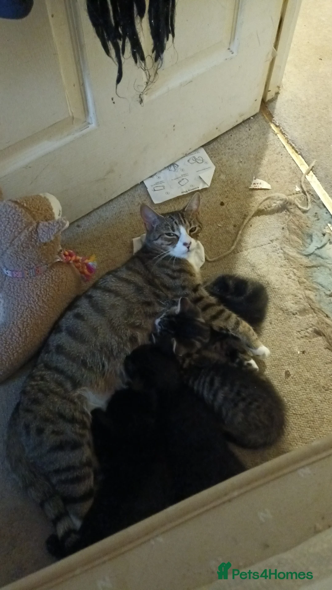 Mixed Breed cats for sale: 2 female kittens ready go now  - Advert 10