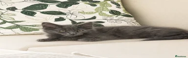 Maine Coon 1