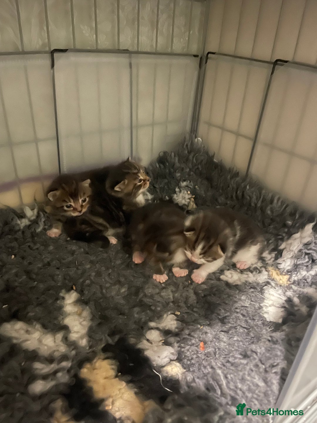 Domestic Shorthair cats for sale: Beautiful kittens for sale  - Advert 4
