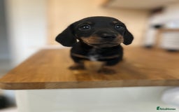 Miniature Dachshund dogs for sale:   🐾READY NOW🐾 | ONLY 1 BOY LEFT - Image 28