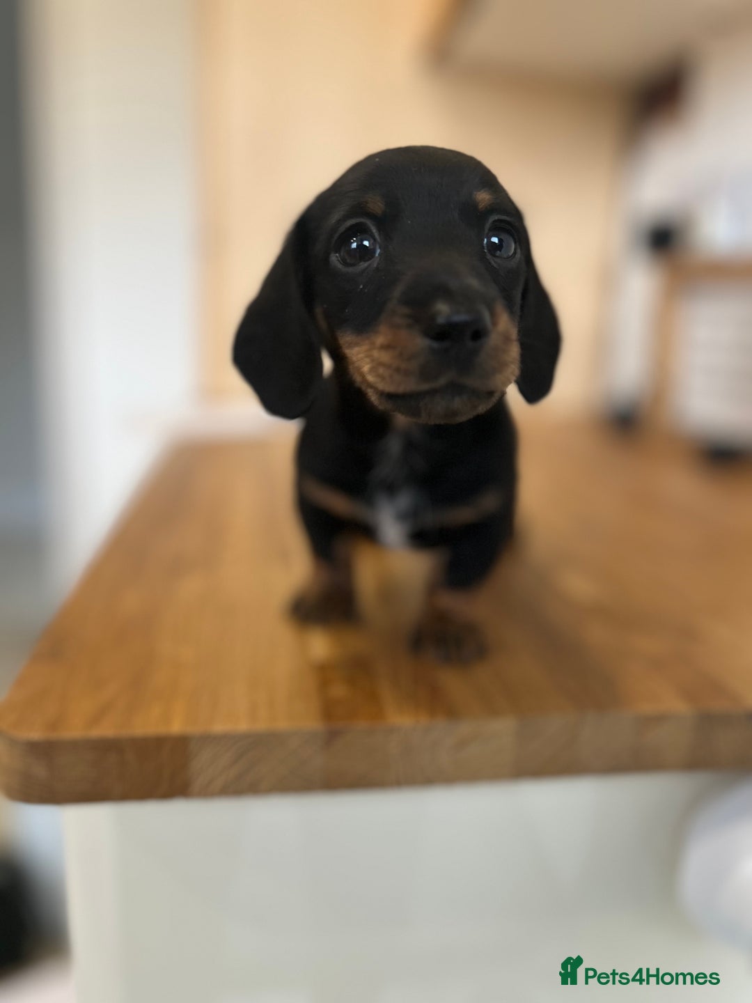 Miniature Dachshund dogs for sale:   🐾READY NOW🐾 | ONLY 1 BOY LEFT - Image 28
