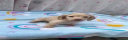 Miniature Dachshund dogs for sale: Longhair cream mini dachshund puppys - Advert 3