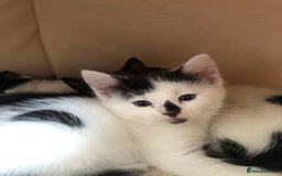Mixed Breed cats for sale: Kittens - 2 boys 1 girl - ready to leave! - Image 2