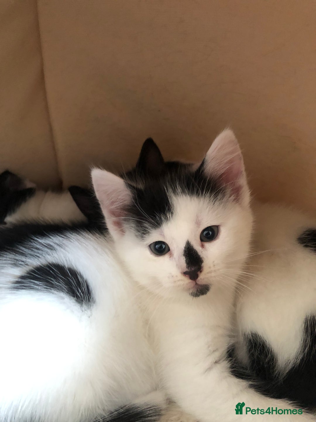 Mixed Breed cats for sale: Kittens - 2 boys 1 girl - ready to leave! - Image 2