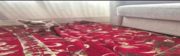 Chihuahua dogs for sale: Long- coat female - Advert 5