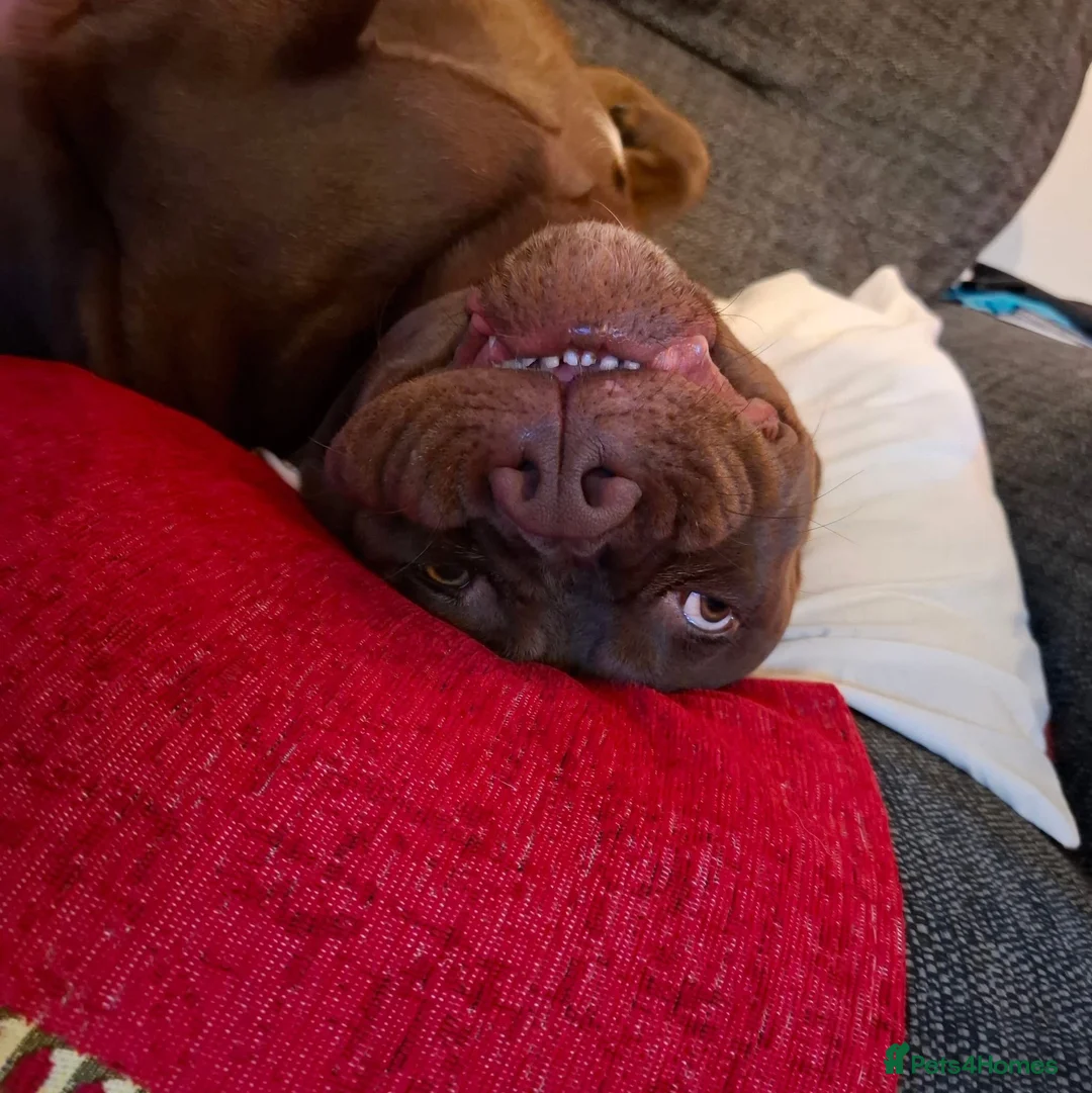 Mixed Breed dogs for sale: Bullador  - Advert 3