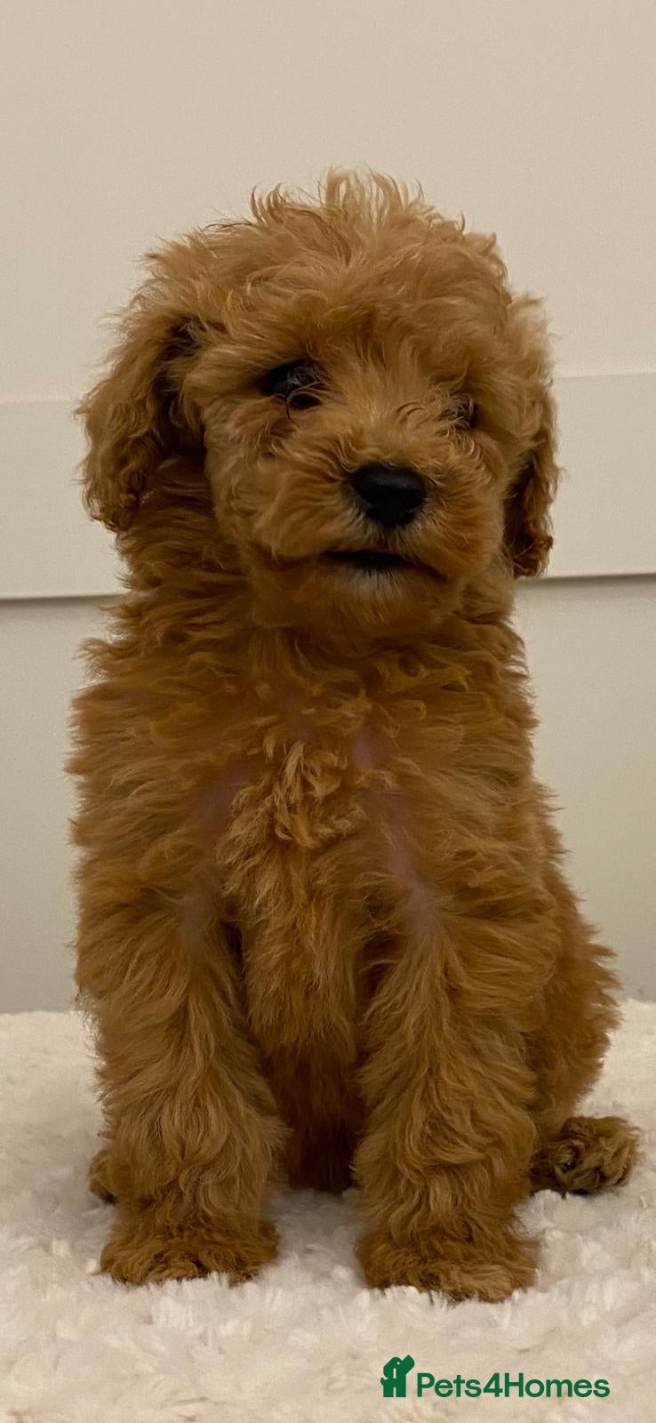 Cavapoo dogs 2 Toy cavapoos, parents extensively health tested  - Advert 18