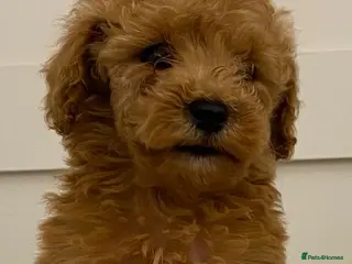 Cavapoo dogs 2 Toy cavapoos, parents extensively health tested - Advert 18