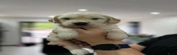 Golden Retriever dogs for sale: Mark Flanagan & Valerie Rochard  - Advert 14