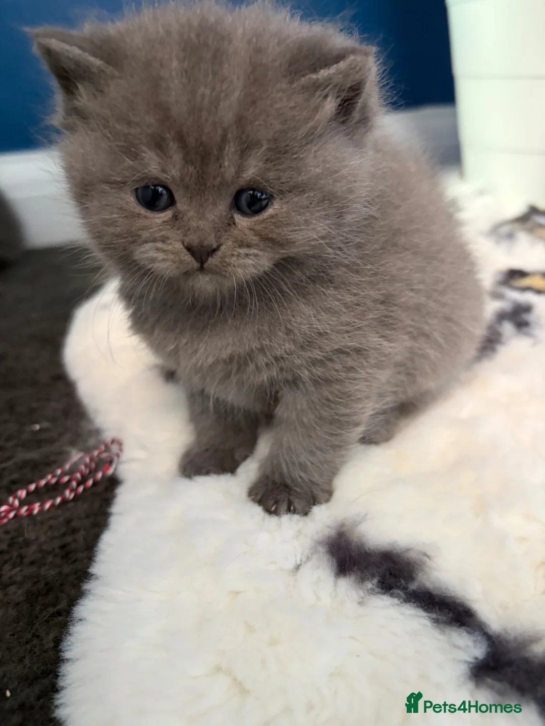 Persian cats for sale: British Persians  - Advert 1