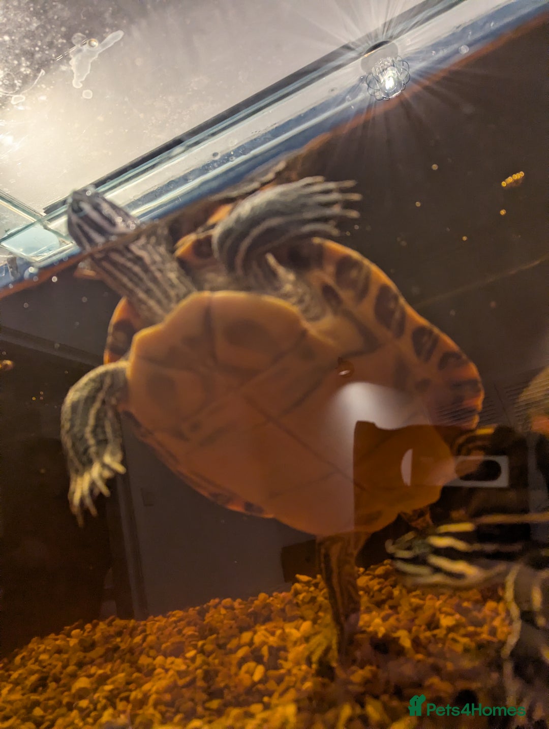 Turtle reptiles for sale: Turtle for sale  - Advert 6