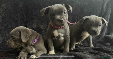 Staffordshire Bull Terrier dogs - Advert 4