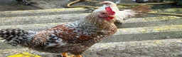 Mixed Breed poultry for sale: Mixed poultry!  - Advert 1
