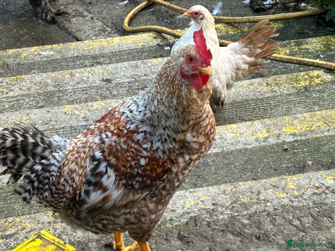 Mixed Breed poultry for sale: Mixed poultry!  - Advert 1
