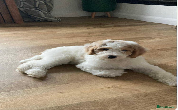 Goldendoodle dogs - Advert 1