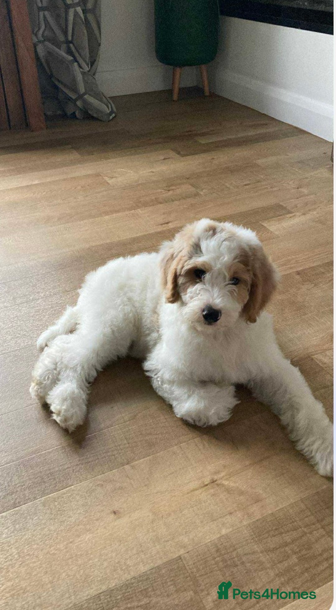 Goldendoodle dogs for sale: Goldendoodle Double Doodle pup ready to go🐾 - Image 3