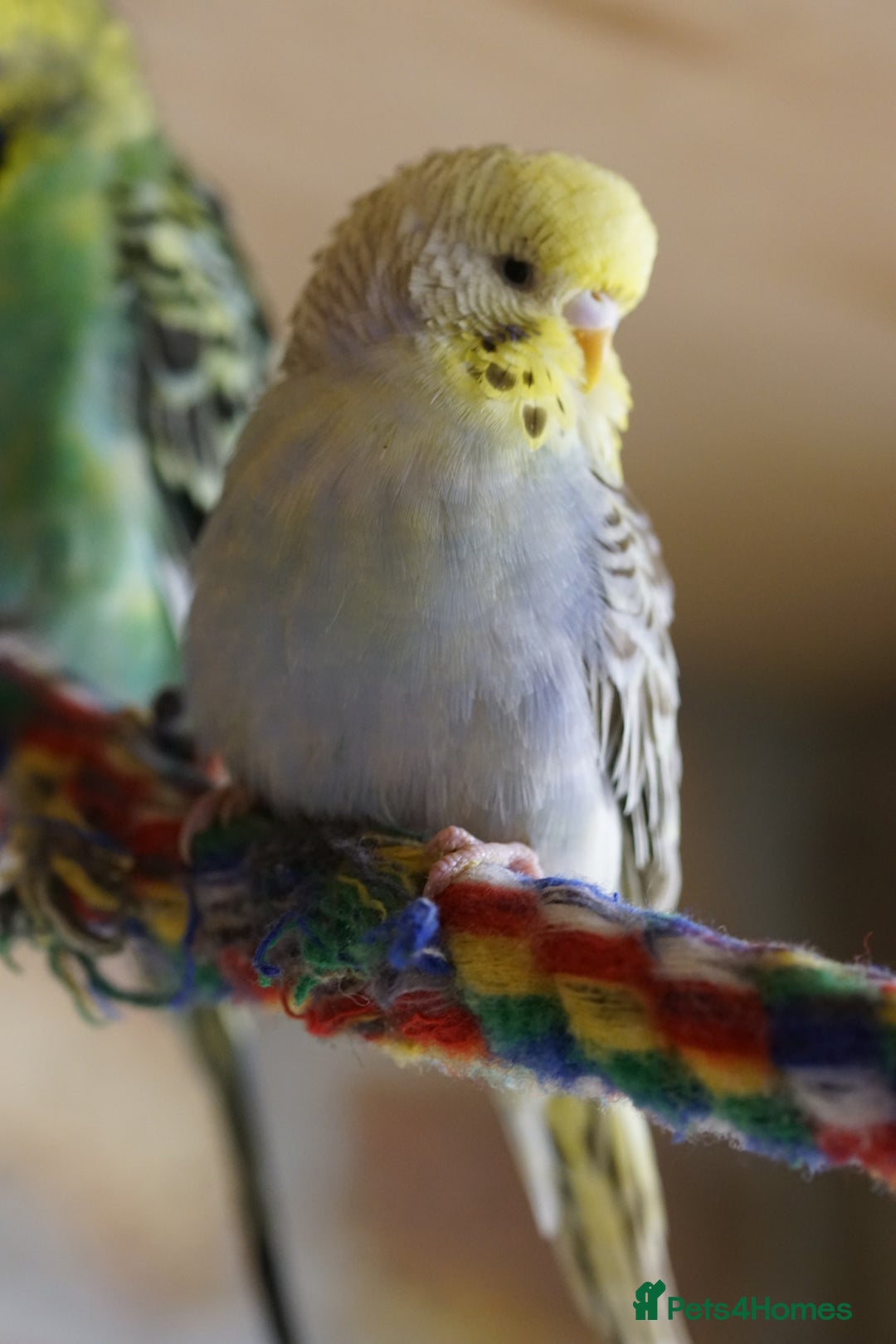 Budgerigars birds for sale: Budgies  - Advert 16