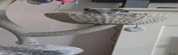British Shorthair cats for sale:  Ready Now dual registered active,please read - Advert 10