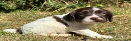 English Springer Spaniel dogs for sale: English Springer Spaniel, KC registered puppies - Advert 20
