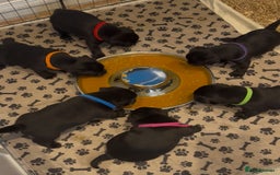 Staffordshire Bull Terrier dogs for sale: Staffy puppies looking for their forever homes - Image 8