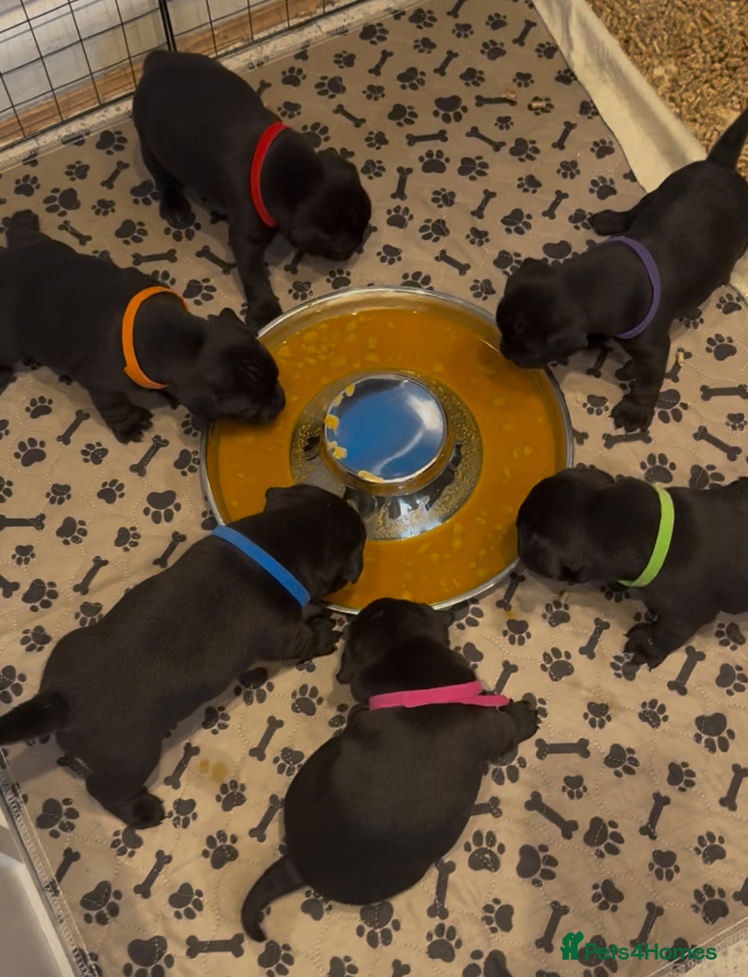 Staffordshire Bull Terrier dogs for sale: Staffy puppies looking for their forever homes - Image 8