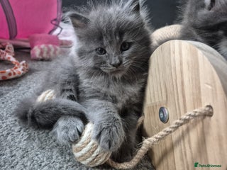 Maine Coon cats Stunning litter of maine coon kittens - Advert 6