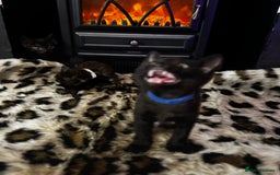 Egyptian Mau cats for sale: Smoke Egyptian MAU x Bengal spotted&marble kittens - Image 30