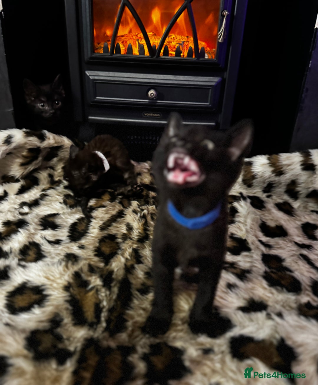 Egyptian Mau cats for sale: Smoke Egyptian MAU x Bengal spotted&marble kittens - Image 30