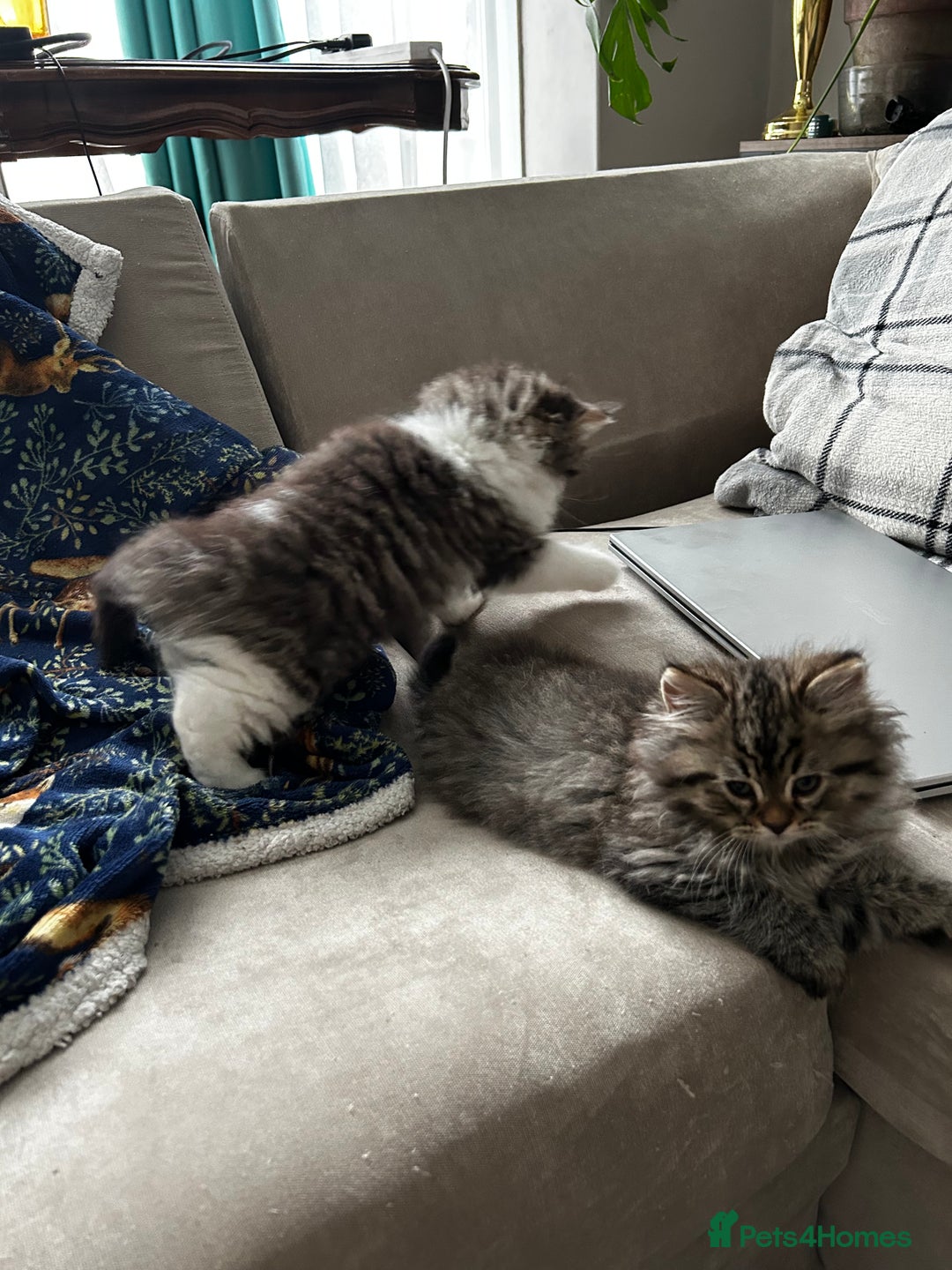 Persian cats for sale: Persian Kittens Looking for Loving Homes - Advert 28