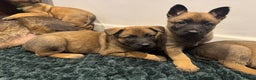 Mixed Breed dogs for sale: Gorgeous GSD X Belgian Malinois Pups Available - Advert 5