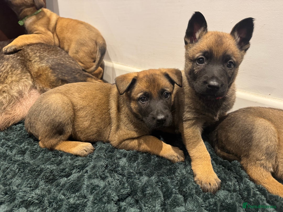 Mixed Breed dogs for sale: Gorgeous GSD X Belgian Malinois Pups Available - Advert 5