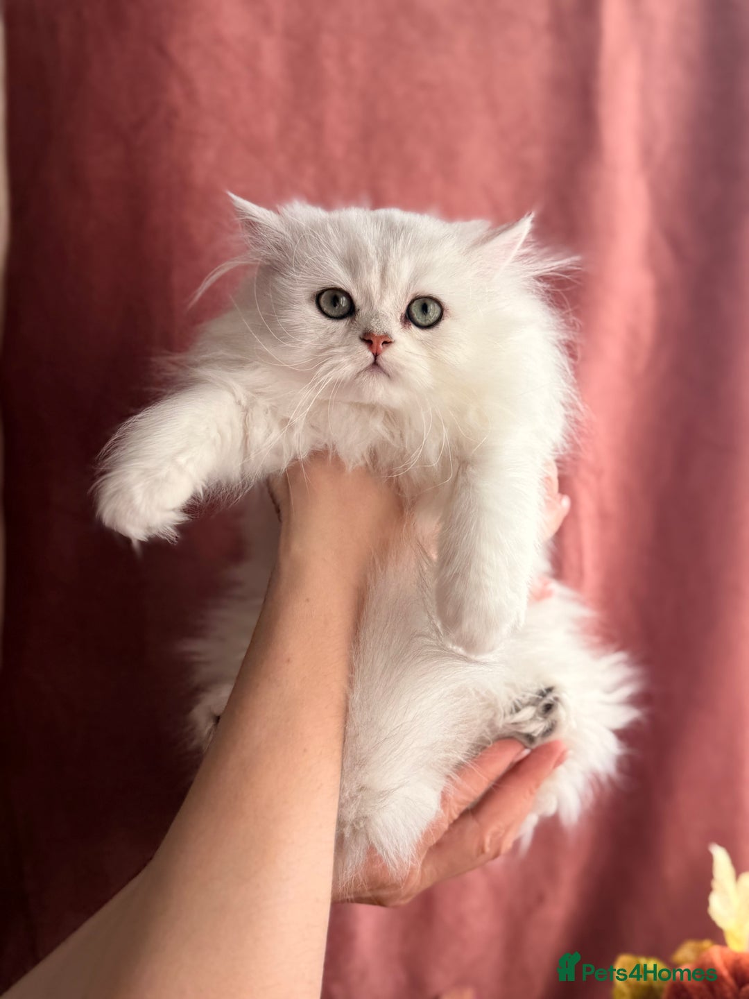 British Shorthair cats for sale: Two stunning sisters READY NOW - Image 5
