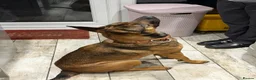 Mixed Breed dogs for sale: Forever home for Nova  - Advert 2