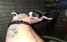 Mixed Breed dogs for sale: Jack Russell cross dachshund puppies  - Image 6