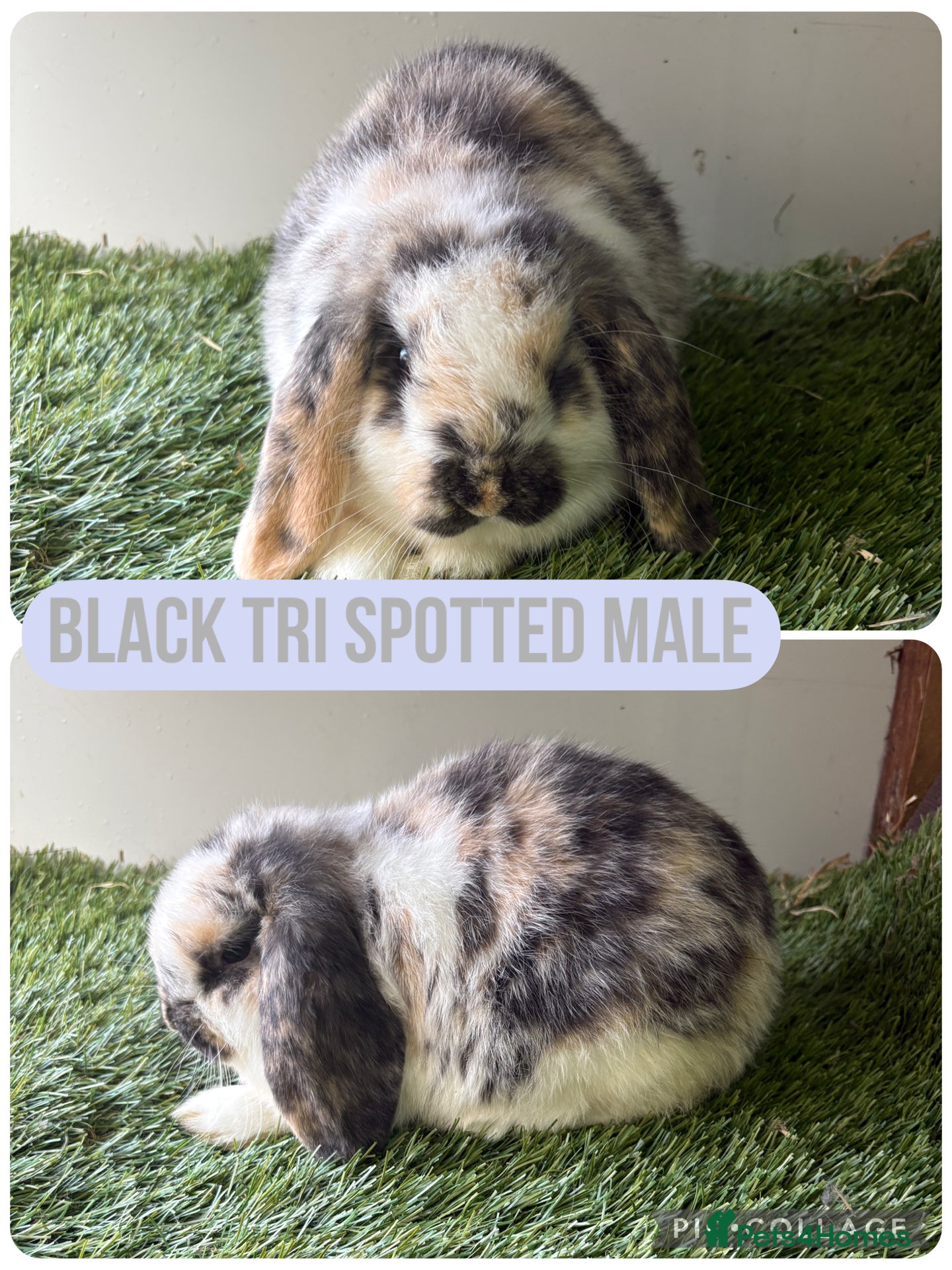 Mini Lop rabbits Beautiful, friendly mini lops 9 weeks old  - Advert 13