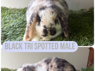 Mini Lop rabbits Beautiful, friendly mini lops 9 weeks old - Advert 13