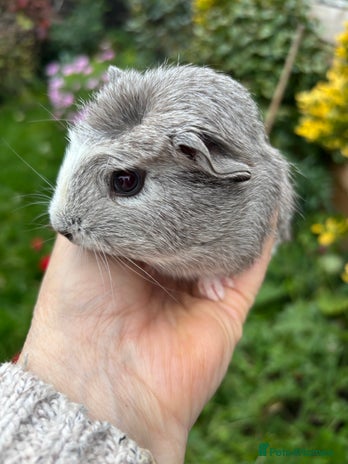 Guinea Pig rodents - Advert 14