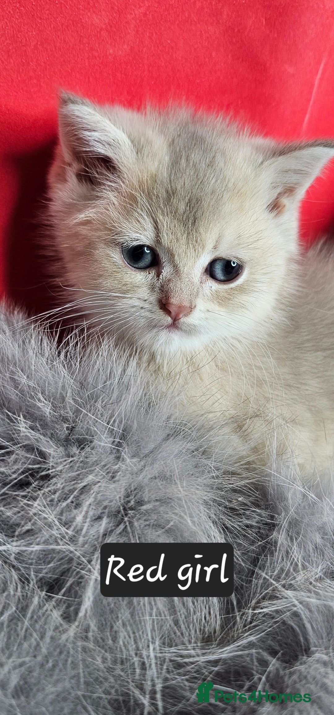 British Shorthair cats for sale: BSH GOLDEN KITTENS - Advert 9