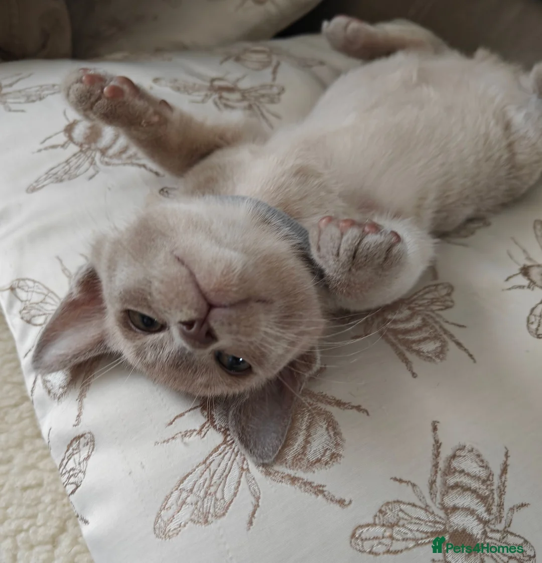 Burmese cats for sale: Reservations for a lilac burmese kittens - Advert 2