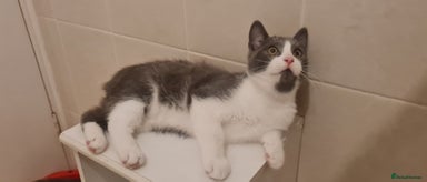 British Shorthair cats - Advert 14
