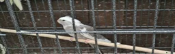 Cockatiels birds for sale: Super silly hand tamed baby budgies  - Advert 21