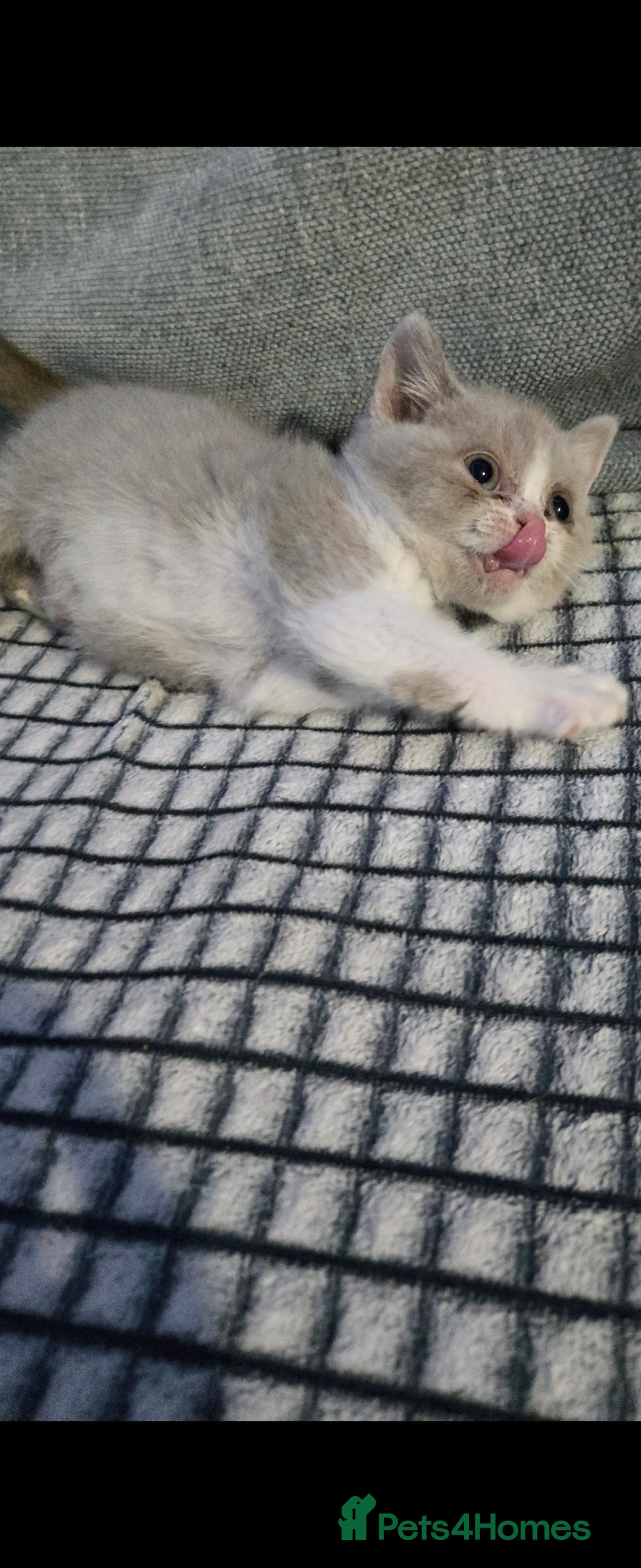 British Shorthair cats for sale: British shorthair kittens olny 1 girl ready now - Advert 11