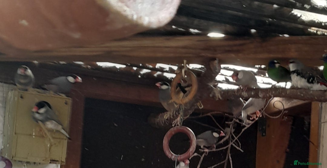Finches birds for sale: Mixed aviary for sale.  - Image 1
